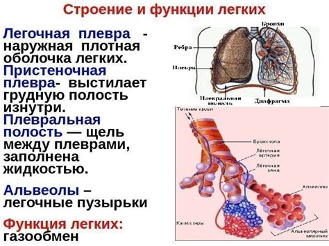 Улучшение функции системы дыхания и легких