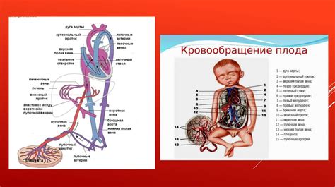 Улучшение функционирования системы кровообращения