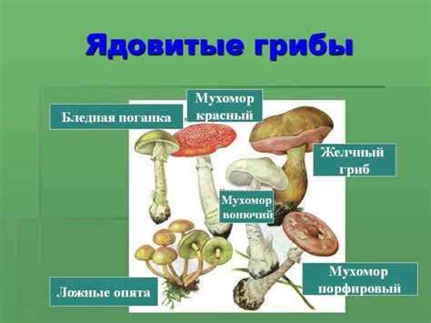 Уникальная личность микроорганизмов: разнообразие и сложность