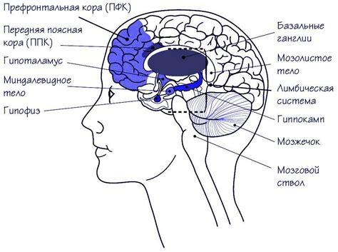 Уникальный раздел: Эмерджентные характеристики сознания и структура головного мозга