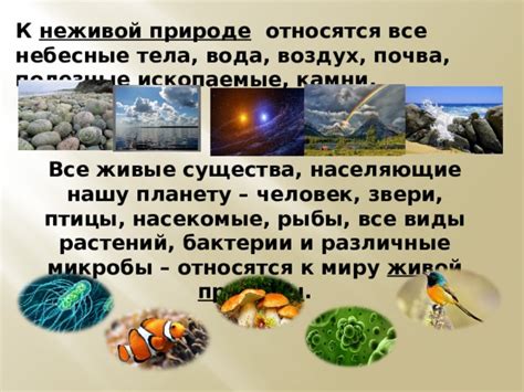 Уроки по изучению окружающей среды в третьем году обучения