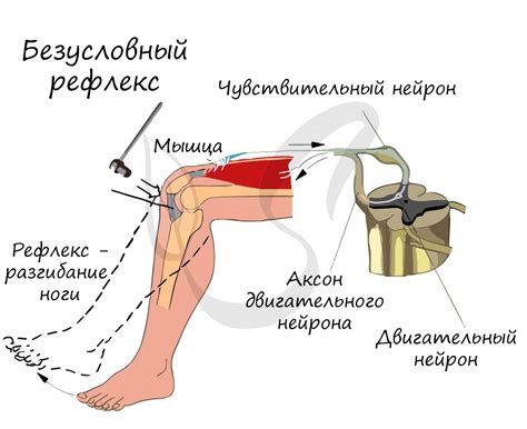 Условный рефлекс: определение и механизмы формирования