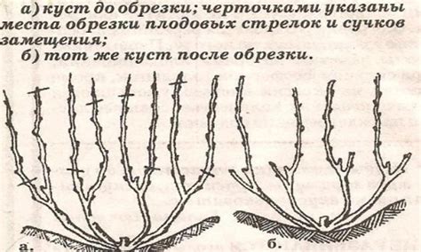 Устранение гнили на виноградных кистях: эффективные рекомендации