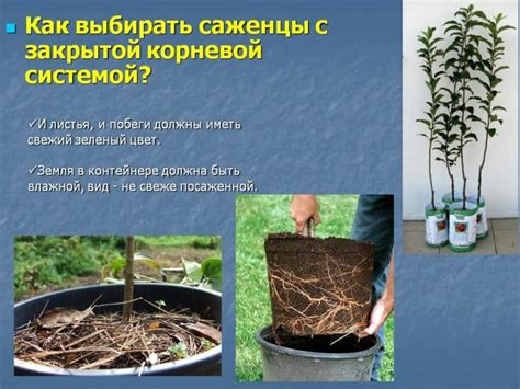 Уход за корневой системой рябчика после цветения: методы и подходы