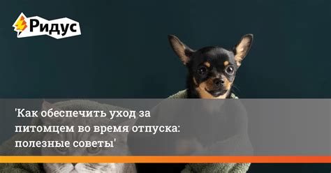 Уход за питомцем во время атмосферных явлений: базовые рекомендации