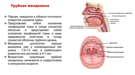 Участие гланд и аденоидов в иммунной системе