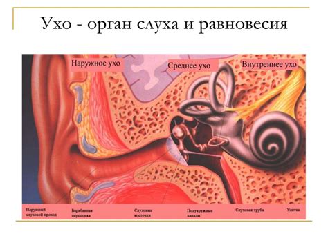 Феномен пылающего органа слуха