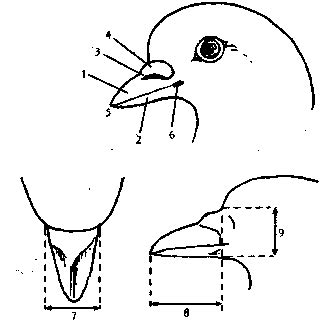Физиологические особенности головы голубей