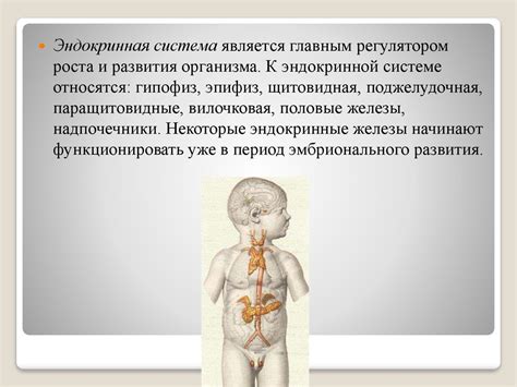 Физиологические особенности мужской эндокринной системы