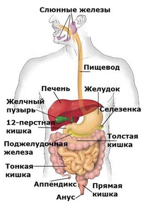 Физиологические факторы, приводящие к движению в органах брюшной полости