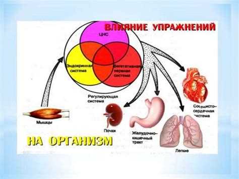 Физиологические функции глюкозамина