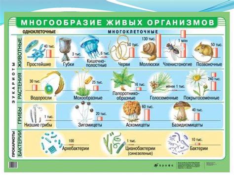 Физические возможности организмов и их влияние на движение