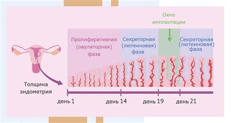 Физические превращения в организме женщины на двадцатый день менструального цикла