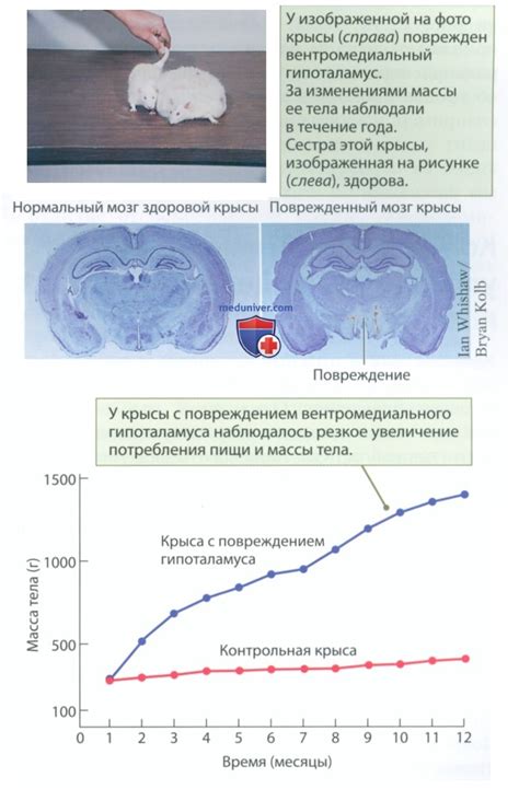 Физические проявления дефицита необходимых веществ при проблемах с пищевым поведением