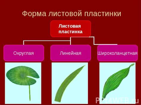 Фикус: разнообразие листьев для сохранения и их значимость