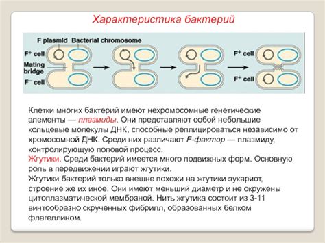 Флоэмная экспирация: сущность и роль в передвижении составов