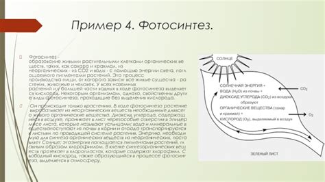 Флуктуации продукции фотосинтеза в проводящей системе растений: контроль и механизмы