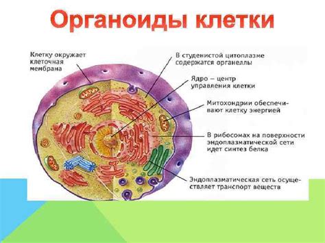 Функции вакуолей: их значение в жизни клетки