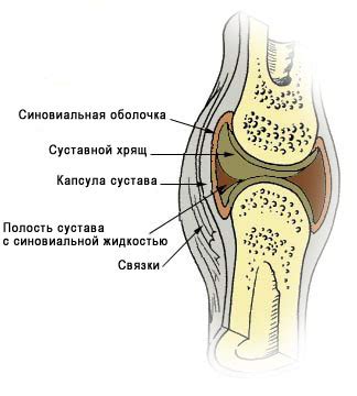 Функции и важность синовиальной жидкости в работе коленного сустава