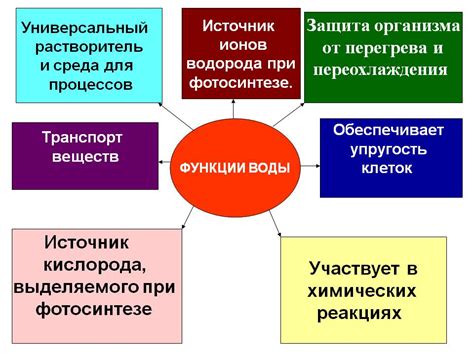 Функции и значение в организме