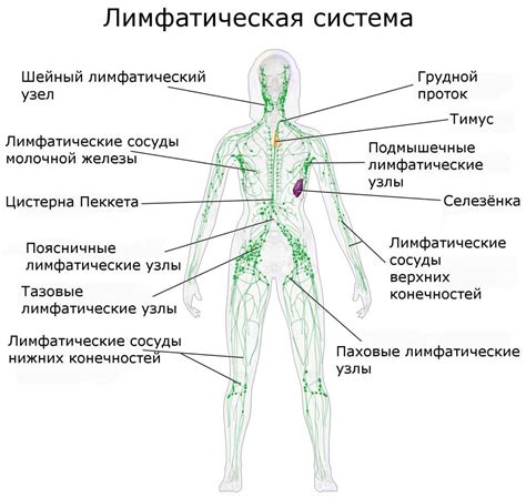 Функции и значение лимфоузлов в области подмышечных впадин