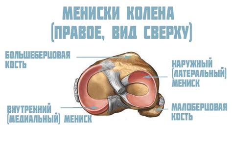 Функции и строение мениска