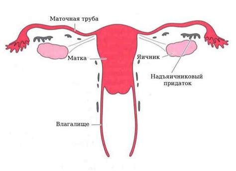 Функции маточной трубы