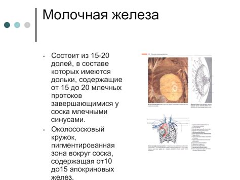 Функции млечных протоков