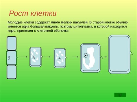 Функциональное значение вакуолей в клеточной активности