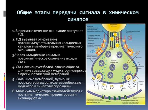 Функционирование электрической коммуникации в синаптической связи