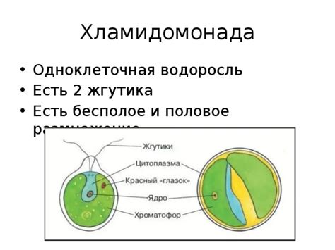 Хламидомонада: ключевая черта колониального образа существования