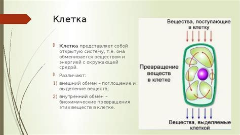 Целлюлоза: основной "строительный материал" растительных клеток