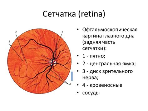 Центральная артерия сетчатки