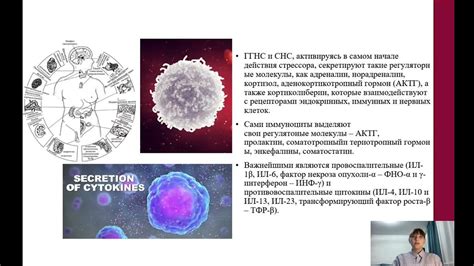 Цитомегаловирус и его влияние на иммунную систему