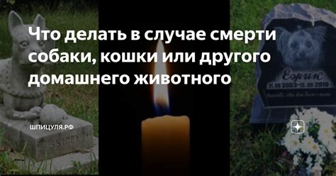 ЧТО ДЕЛАТЬ В СЛУЧАЕ ОТРИЦАТЕЛЬНОГО РЕЗУЛЬТАТА ПРОВЕРКИ ГОТОВНОСТИ К ВНЖ: ПОЛЕЗНЫЕ СОВЕТЫ 