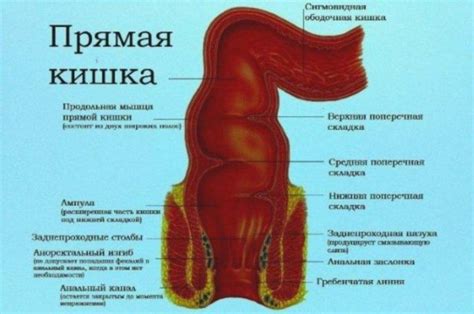 Часто встречающиеся признаки и симптомы неправильной работы прямой кишки