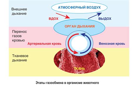 Что такое патологический фокус С10 правой половины дыхательной системы и как он формируется