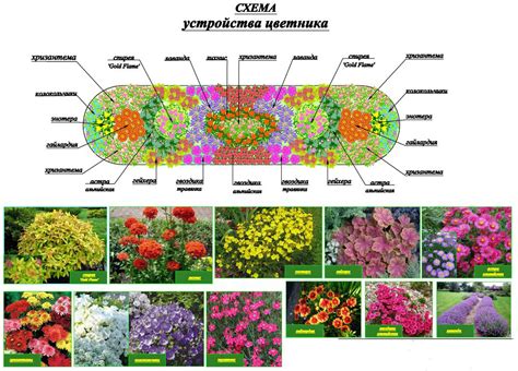 Шаг 3: Определение подходящих растений и цветов для оформления клумбы