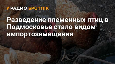 Шаг 7: Планирование разведения и разведение племенных бедроков