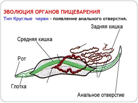 Щелочники и пищеварение у личинок: адаптация и выживание