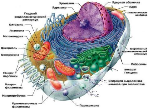 Эволюционное значение рибосом: основа для развития и разнообразия живых организмов