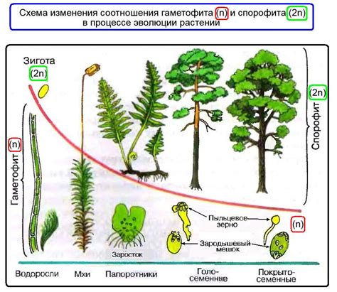 Эволюция итоговой информации в семенах растений: процесс формирования сида