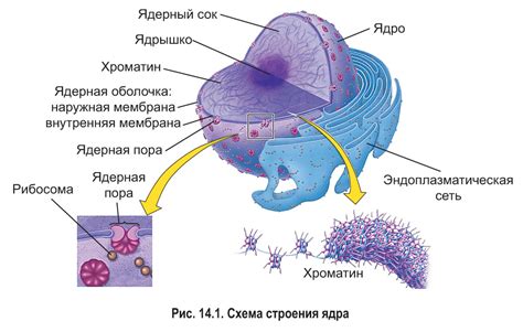 Ядро в качестве хранилища генетической информации