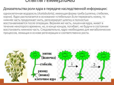  Важность роли ядра в ключевых процессах клеточного размножения 