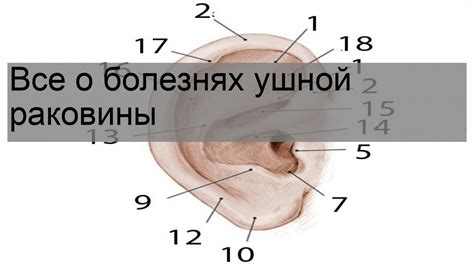  Важность точного измерения размера ушной раковины 