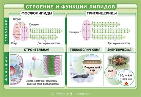  Виды и классификация повышенного содержания жира: несбалансированное соотношение липидов 