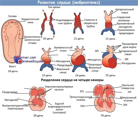  Влияние генетического фактора на развитие заключительной недостаточности сердца 