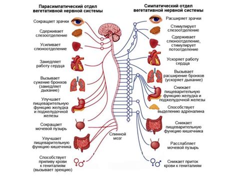  Влияние нервной системы на возникновение ощущения покалывания иголками 