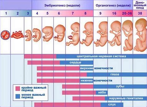  Влияние питания беременной на здоровье плода в 15-ой неделе развития
