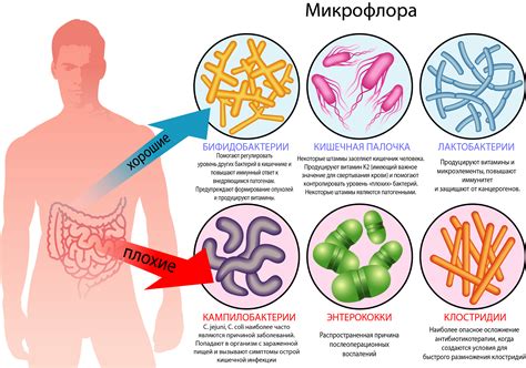  Влияние питания на состав микрофлоры организма: факторы и последствия 